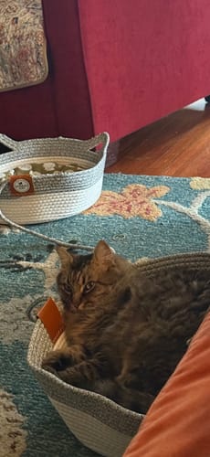 Customer photo review of Instinct Basket | Meet the first research-backed natural territory for indoor cats