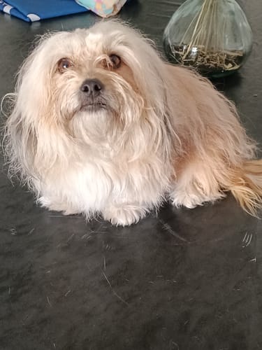 Customer photo review of Shampoing Sans Rinçage - Apaisant pour chien 🏔️