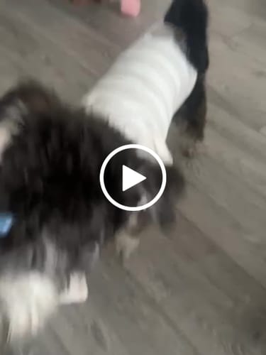 Customer video review of Hazelnut Stripe | Summer Breeze Cooling Vest