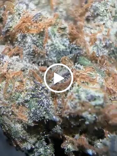 Customer video review of Sugar Shaggy Exotic THCA
