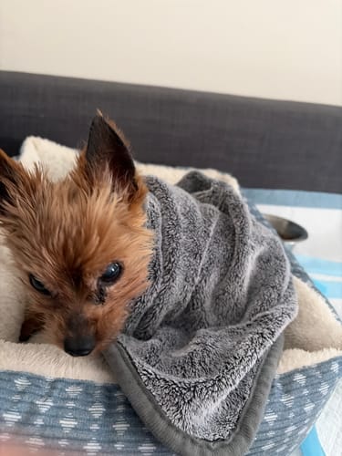 Customer's small dog snuggled under a gray Anti-Stress Blanket in its bed.
