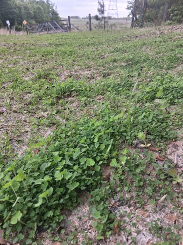 Customer photo review of Whitetail Hill Clover