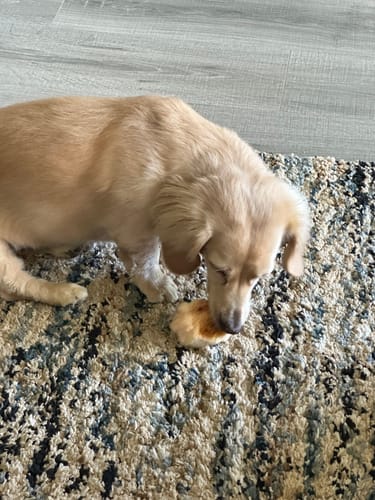 Customer's small dog sniffing a puffed-up Yak Chew on a patterned rug.