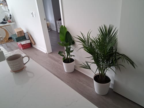 Customer photo review of White Bird of Paradise