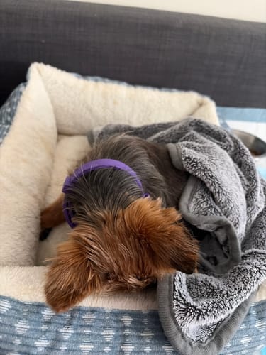 Customer's small dog wearing the purple PawLax Collar while resting comfortably in a plush bed.