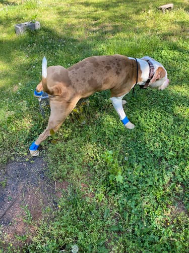 Customer photo review of All Weather Dog Booties - Doccasins - 1 pair