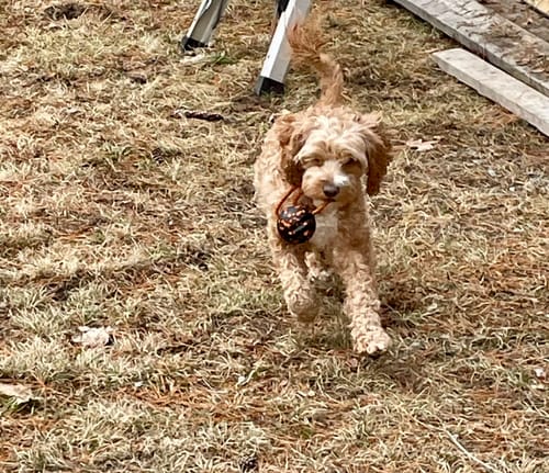 A customer's fluffy dog runs across a grassy field carrying the Non-Stop Dogwear Ball on Rope Dog Toy.