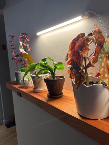 Customer's row of potted plants on a shelf under a grow light, being treated with the Houseplant Pest Spray.