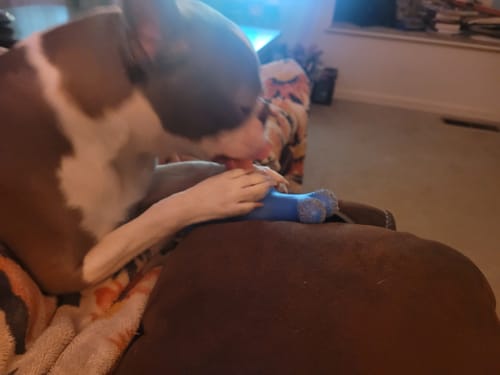 A customer's dog lies on a couch, holding a blue Long-Lasting Yak Chew with its paws and chewing it.