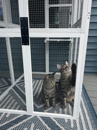 Customer photo review of Coziwow 39″L Wooden Outdoor Cat Catio