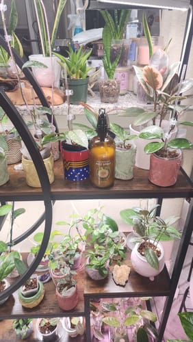 Customer photo review of Houseplant Pest Spray
