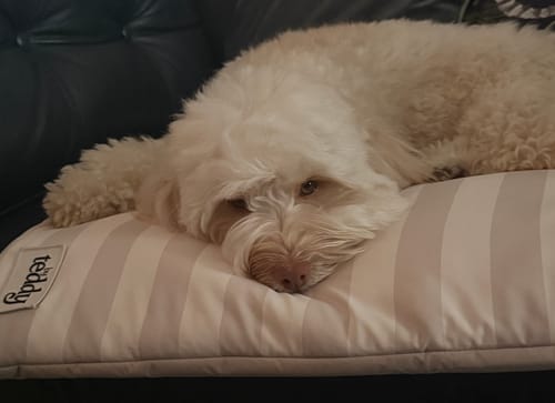 Customer photo review of Summer Breeze Cooling Mat