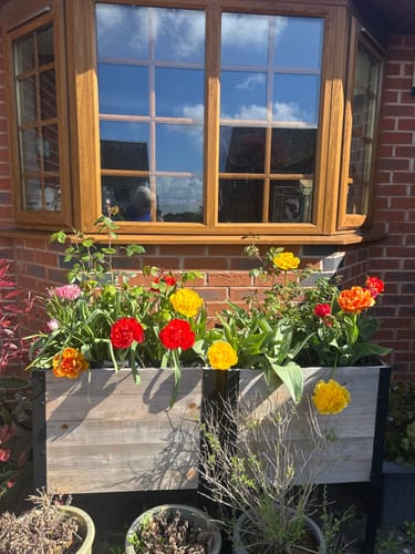 Customer photo review of Raised Garden Bed - 46cm x 92cm x 76cm