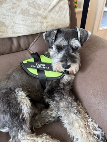 Customer photo review of Dogshood ™
