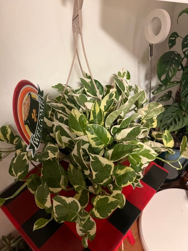 Reviewer's healthy, full N'Joy plant in a hanging pot, showing the results of using Soil Refresh.