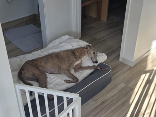 Customer's partial view of the white wooden pet gate with a large dog sleeping on a bed in the background.