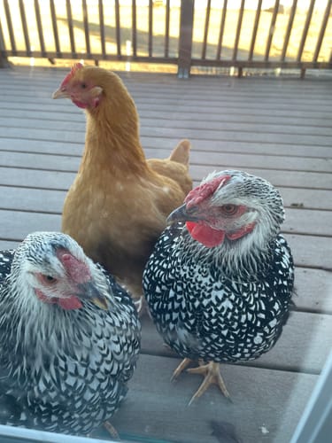 Reviewer's three healthy chickens, two speckled and one golden, standing on a wooden deck.