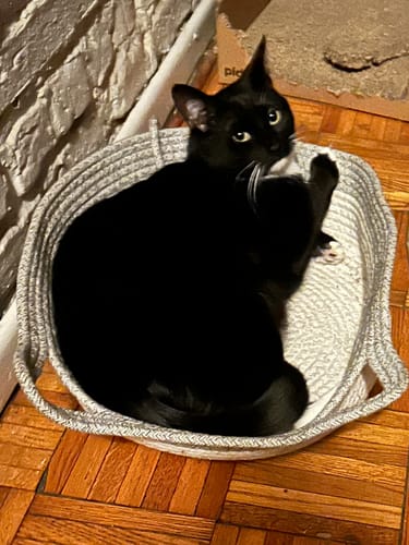 Customer photo review of Instinct Basket | Meet the first research-backed natural territory for indoor cats
