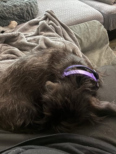 Customer's dark furry dog sleeping calmly on a couch, demonstrating the effect of the product.