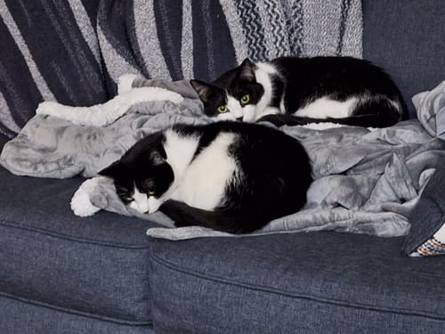 Customer photo review of 2x Blisso Advanced Cat Probiotic | Cat Probiotic for Diarrhea & Kidney Support