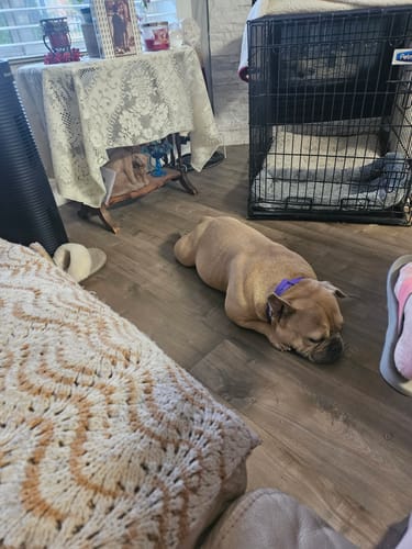 Customer's calm dog wearing the purple PawLax Collar while resting on a wood floor.
