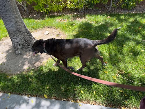Customer's dark dog walks on grass while attached to the brown Ollie Bison Leash.