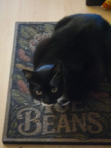 Customer photo review of Toe Beans - Luxury Cat Scratching Board