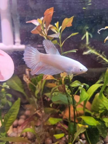 Customer's pale Pink Sakura Halfmoon Female Betta swimming in a heavily planted aquarium.