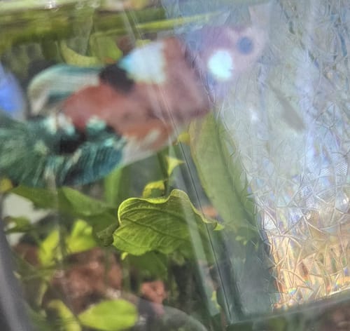 Close-up: A customer's Multicolor Koi Betta with colorful patches swimming in a planted tank.