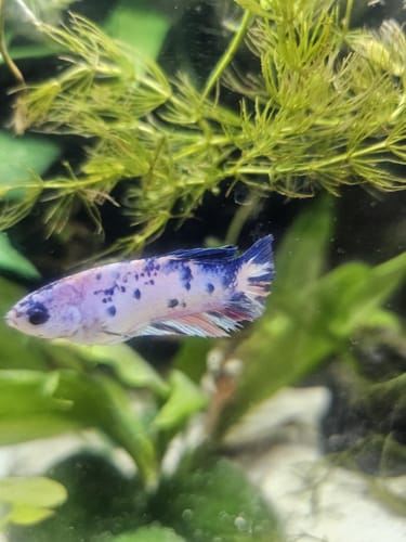 Customer's Multicolor White Mask Betta fish with a spotted body in a planted tank.