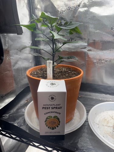 Customer's box of Houseplant Pest Spray Concentrate sitting in front of a potted pepper plant in a grow tent.