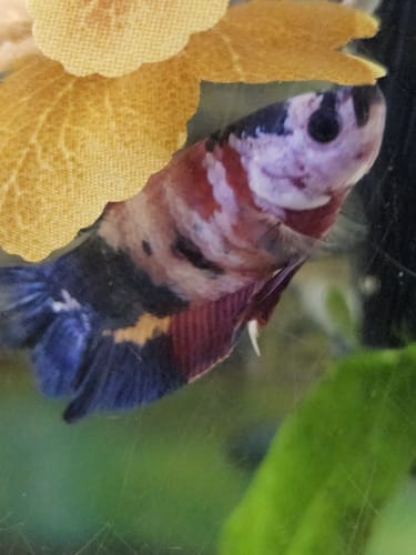 Close-up of a customer's vibrant Koi Plakat Betta with red, white, blue, and black markings.