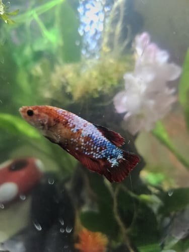Customer photo review of Female Giant Betta Fish