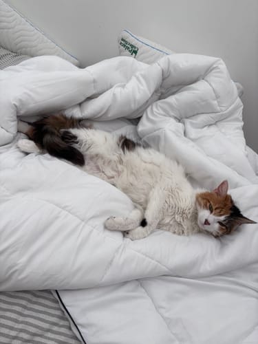 Reseña con foto de un cliente sobre ECO DUVET