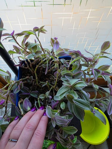 A customer's hand touching a healthy, vibrant houseplant after using the pest spray.