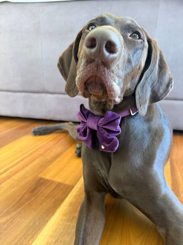 Customer photo review of Plum Society