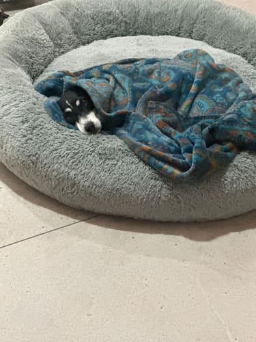 Reseña con foto de un cliente sobre Cama Antiestrés para Perros