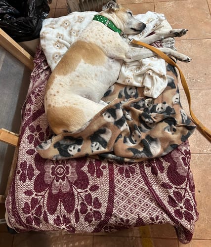 Customer photo review of HiK9 Bed with Black Mesh Cover