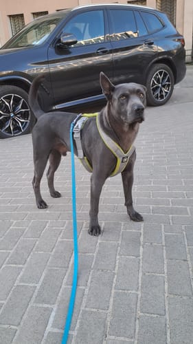 Customer photo review of Slip on Harness | Foam Padded - Metal Grey x Neon