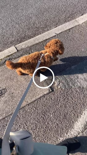 Customer video review of Hazelnut┃Studio Hands-Free Loop Lead