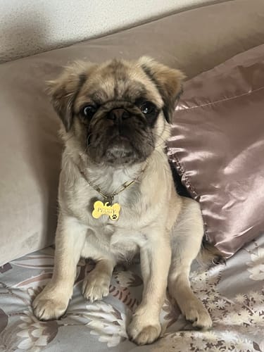 Customer photo review of Shampoing Sans Rinçage - Apaisant pour chien 🏔️