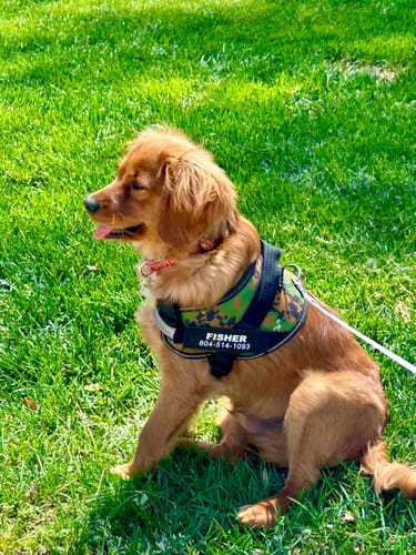 Customer photo review of Dogshood ™