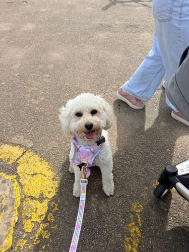 A customer's small white puppy sitting on the pavement, wearing a colorful Candy Floss harness and matching leash.