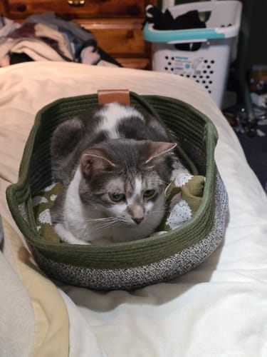 Customer photo review of Instinct Basket | Meet the first research-backed natural territory for indoor cats