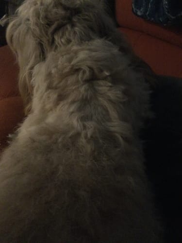 Customer photo review of 6" EXTRA THIN BULLY STICKS