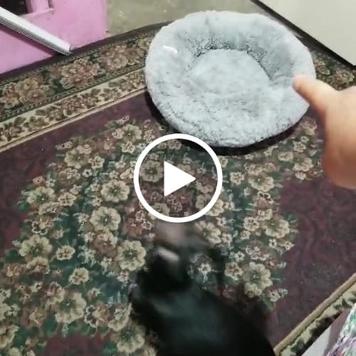 Customer video review of Cama Antiestrés para Perros