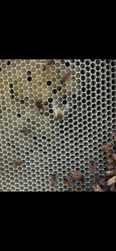 Customer photo review of 10 Frame Top Feeder by Ceracell NZ
