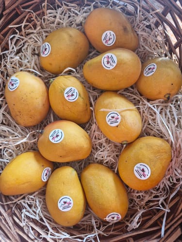 Rezensent zeigt einen Korb voller gelber Baby-Zuckermangos, die in Stroh verpackt sind.