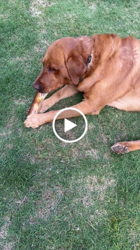 Customer video review of Smoked Beef Marrow Bone