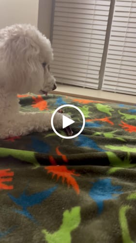 Customer video review of Beef Gullet Jerky Sticks 6"
